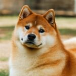 1da711e1 A6ae 4424 960a Cd7b7c83f42c 150x150