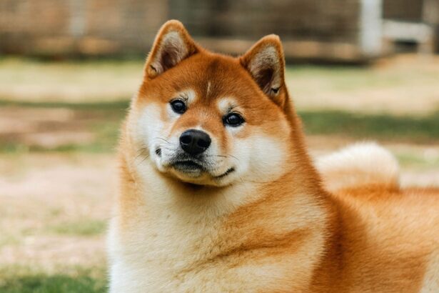 1da711e1 A6ae 4424 960a Cd7b7c83f42c 615x410