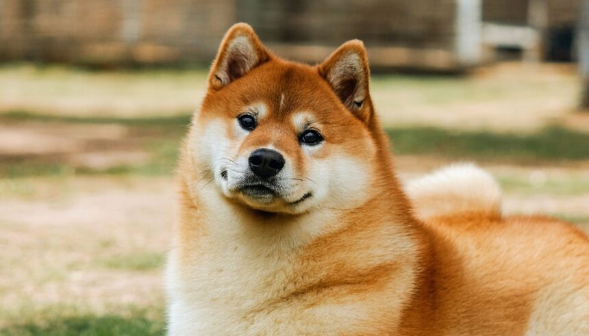 1da711e1 A6ae 4424 960a Cd7b7c83f42c 860x491